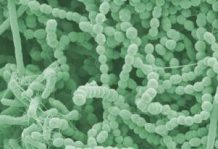 Oral Biofilm