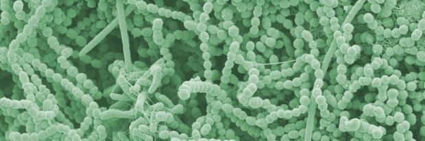 Oral Biofilm