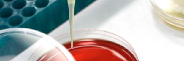 Properties of oral biofilms