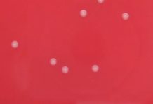 Oral biofilm formation